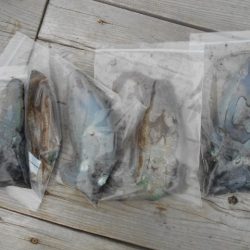 こかわ渡船　雅丸 釣果