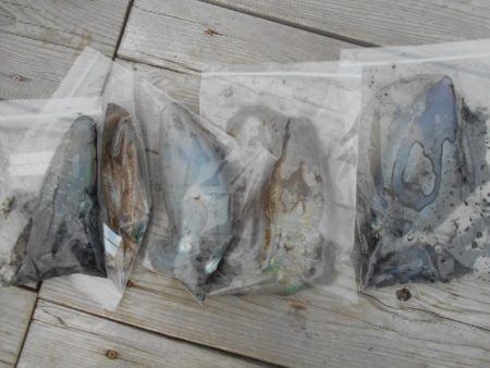 こかわ渡船　雅丸 釣果