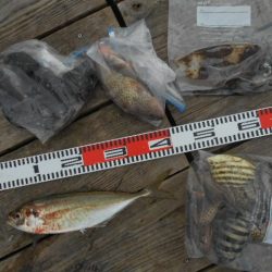 こかわ渡船　雅丸 釣果