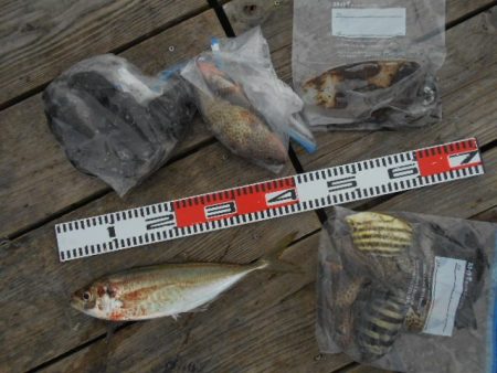 こかわ渡船　雅丸 釣果