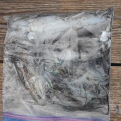 こかわ渡船　雅丸 釣果