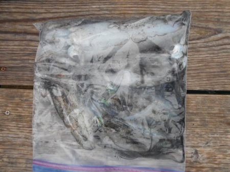 こかわ渡船　雅丸 釣果