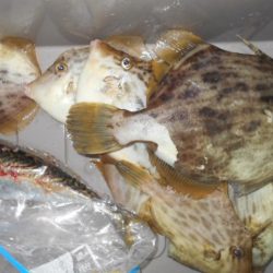 こかわ渡船　雅丸 釣果