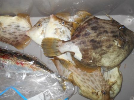 こかわ渡船　雅丸 釣果