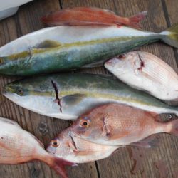 こかわ渡船　雅丸 釣果