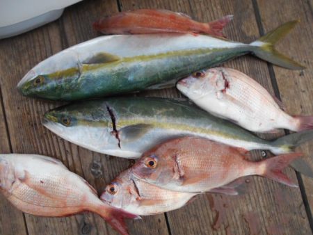 こかわ渡船　雅丸 釣果