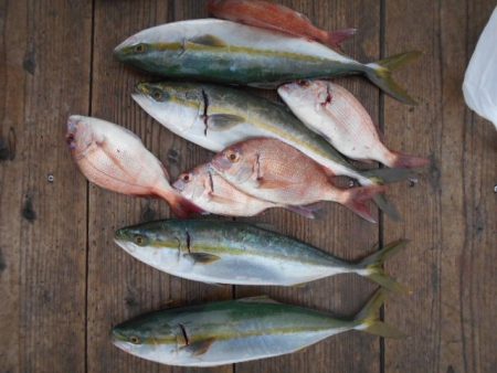 こかわ渡船　雅丸 釣果