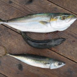 こかわ渡船　雅丸 釣果