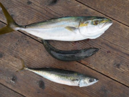 こかわ渡船　雅丸 釣果