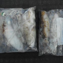 こかわ渡船 雅丸 釣果