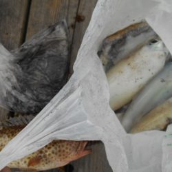 こかわ渡船 雅丸 釣果