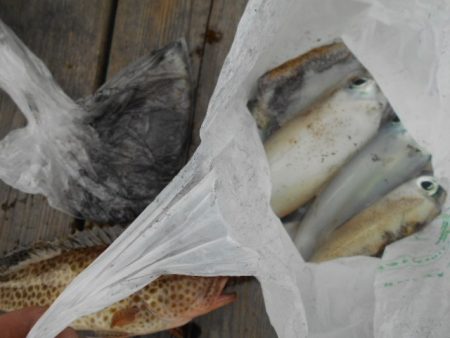 こかわ渡船 雅丸 釣果