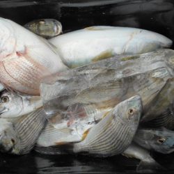 こかわ渡船 雅丸 釣果