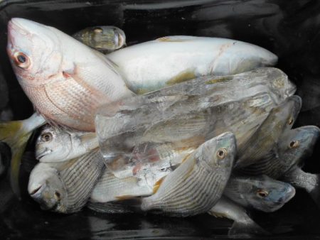 こかわ渡船 雅丸 釣果