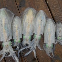 こかわ渡船　雅丸 釣果