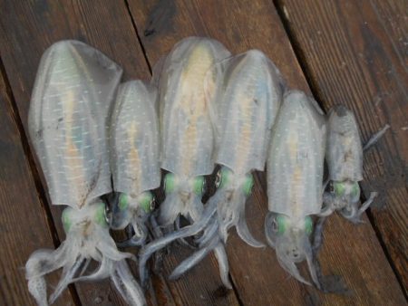 こかわ渡船　雅丸 釣果