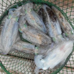 こかわ渡船　雅丸 釣果