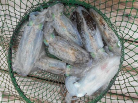 こかわ渡船　雅丸 釣果