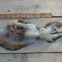 こかわ渡船　雅丸 釣果