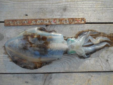 こかわ渡船　雅丸 釣果