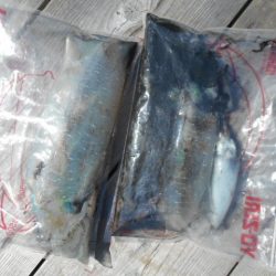 こかわ渡船　雅丸 釣果