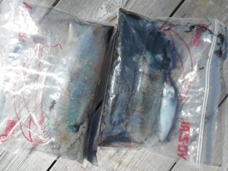 こかわ渡船　雅丸 釣果