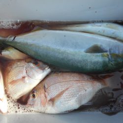 こかわ渡船　雅丸 釣果