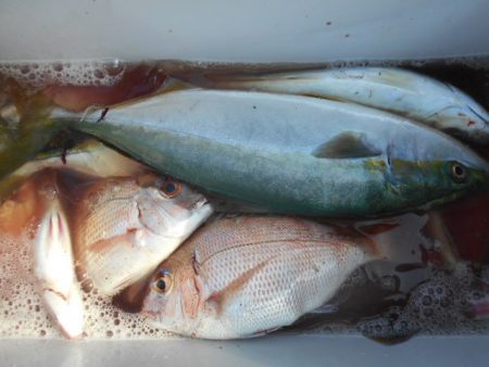 こかわ渡船　雅丸 釣果