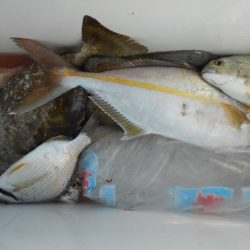 こかわ渡船　雅丸 釣果