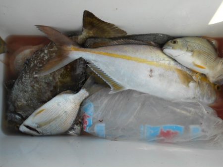 こかわ渡船　雅丸 釣果