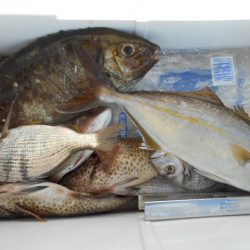 こかわ渡船　雅丸 釣果