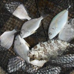 こかわ渡船　雅丸 釣果