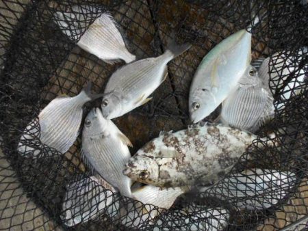 こかわ渡船　雅丸 釣果