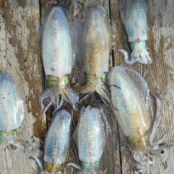 こかわ渡船　雅丸 釣果