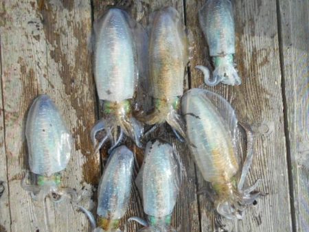 こかわ渡船　雅丸 釣果