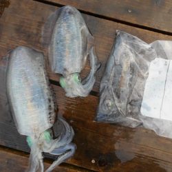 こかわ渡船　雅丸 釣果