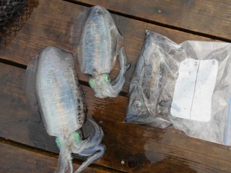 こかわ渡船　雅丸 釣果