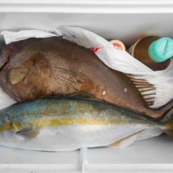 こかわ渡船　雅丸 釣果