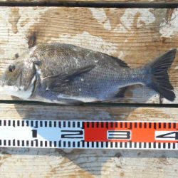 こかわ渡船 雅丸 釣果