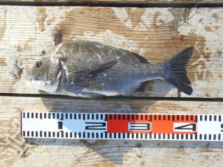 こかわ渡船 雅丸 釣果