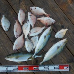 こかわ渡船 雅丸 釣果