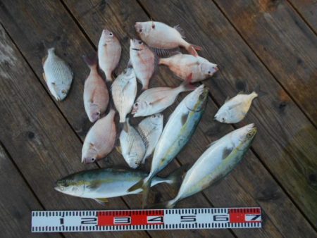 こかわ渡船 雅丸 釣果