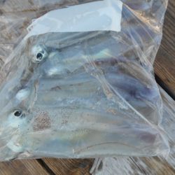 こかわ渡船 雅丸 釣果