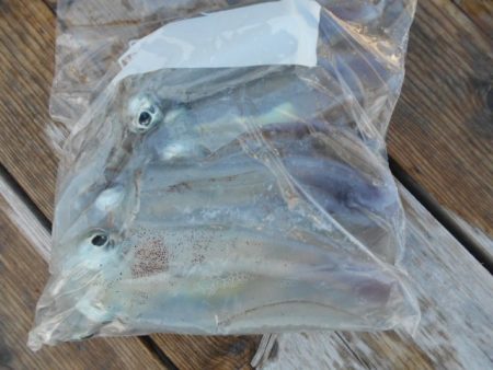 こかわ渡船　雅丸 釣果