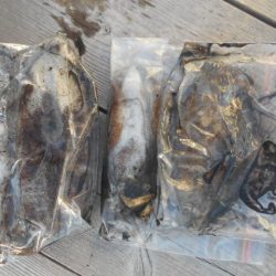 こかわ渡船 雅丸 釣果