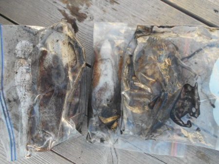 こかわ渡船 雅丸 釣果