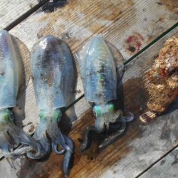 こかわ渡船　雅丸 釣果