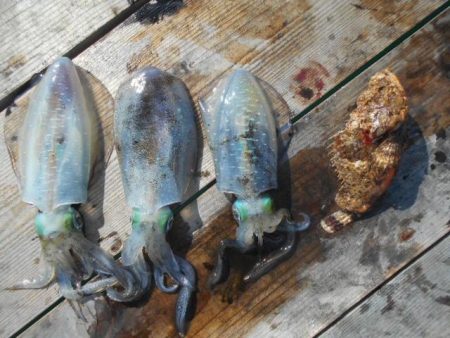 こかわ渡船　雅丸 釣果