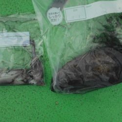 こかわ渡船　雅丸 釣果