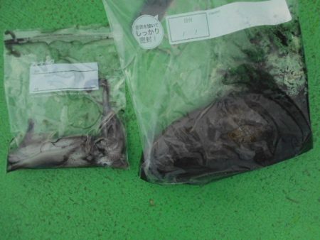 こかわ渡船　雅丸 釣果